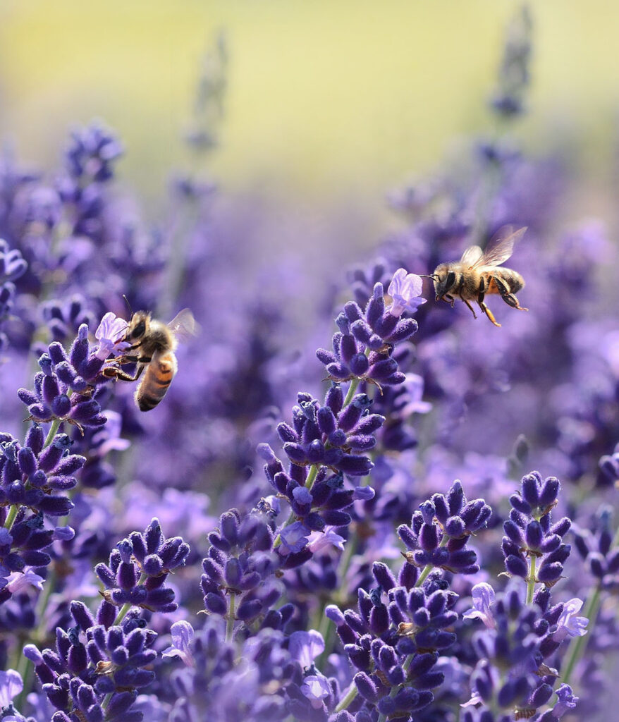 Honeybees on Flowers