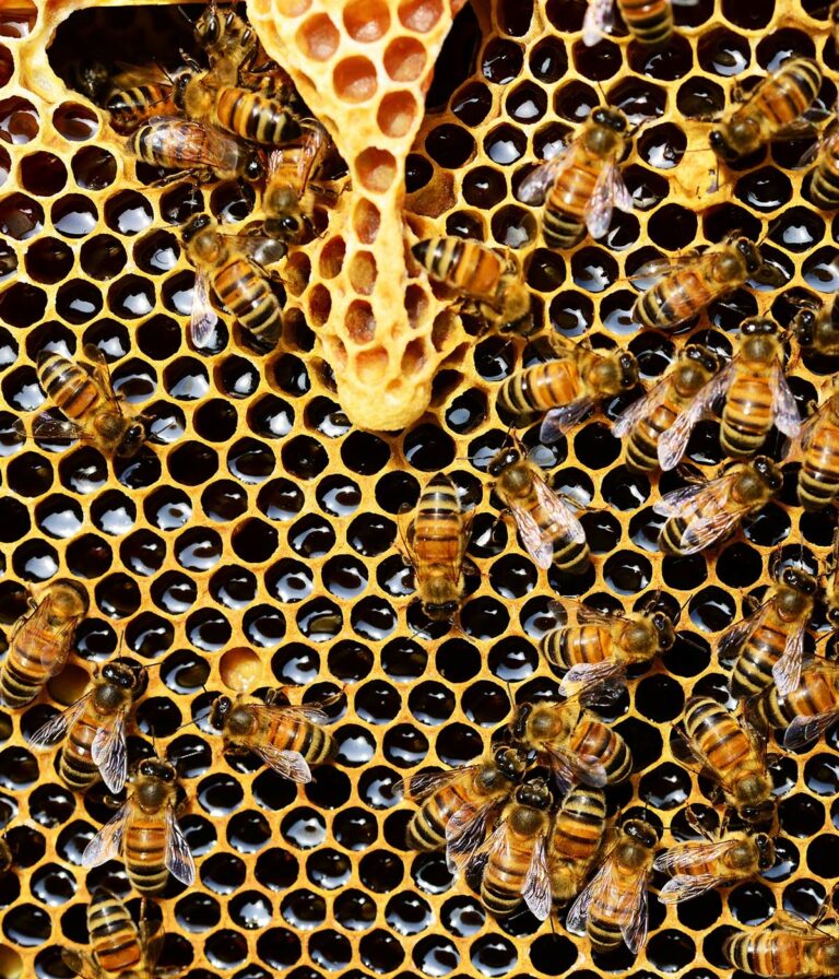 Honeybee Photo